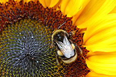 New Atlantic Coast pipeline initiative helps address decline in pollinator habitats